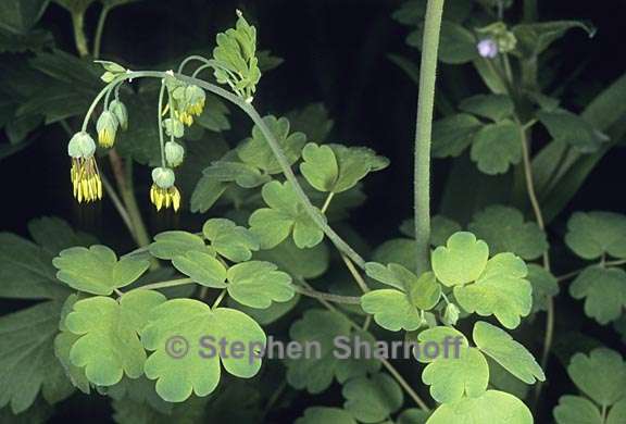 thalictrum fendleri var fendleri 2 graphic